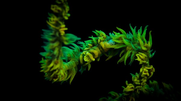 Shrimp Green by Michael Brown
